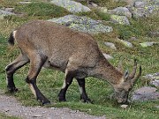 83 Stambecco femmina al pascolo al Passo di Mezzeno ( 2144 m)